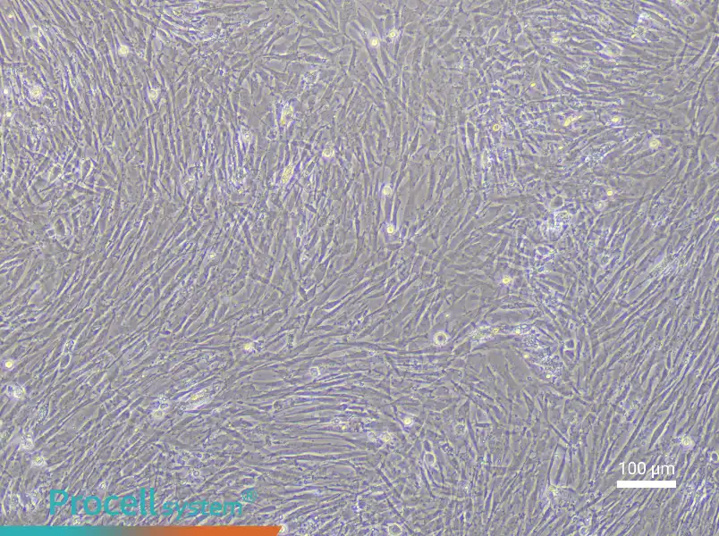 Chicken Adipose-Derived Stem Cell Complete Medium - 1