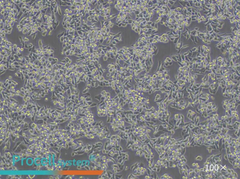 C99 Cell Complete MediumC99 Cell Complete Medium - 3