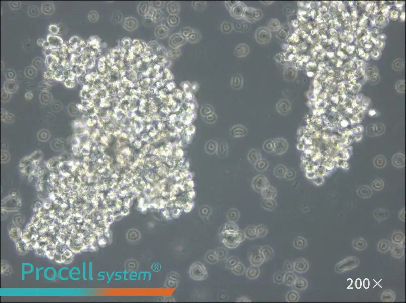 OCI-Ly3 Cell Complete Medium - small - 5