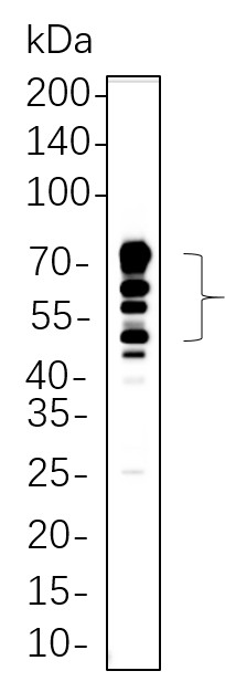 Recombinant CD63 Monoclonal Antibody-searchlist-1
