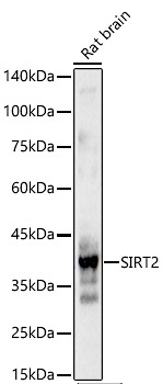 SIRT2 Polyclonal Antibody - small - 7