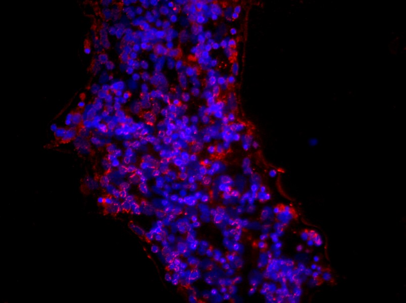 Rat Retinal Ganglion Cell Complete Medium - 2