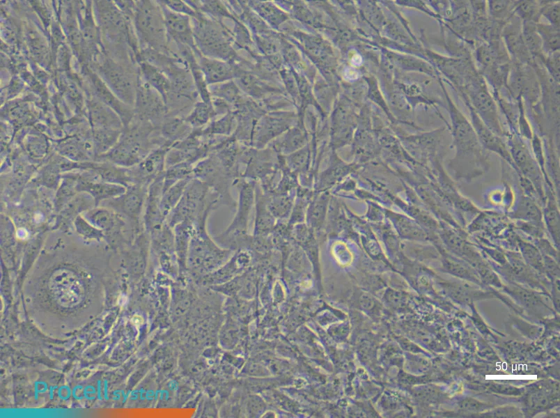 Mouse Dermal Fibroblast (Primary cell immortalization) Complete MediumMouse Dermal Fibroblast (Primary cell immortalization) Complete Medium - 6