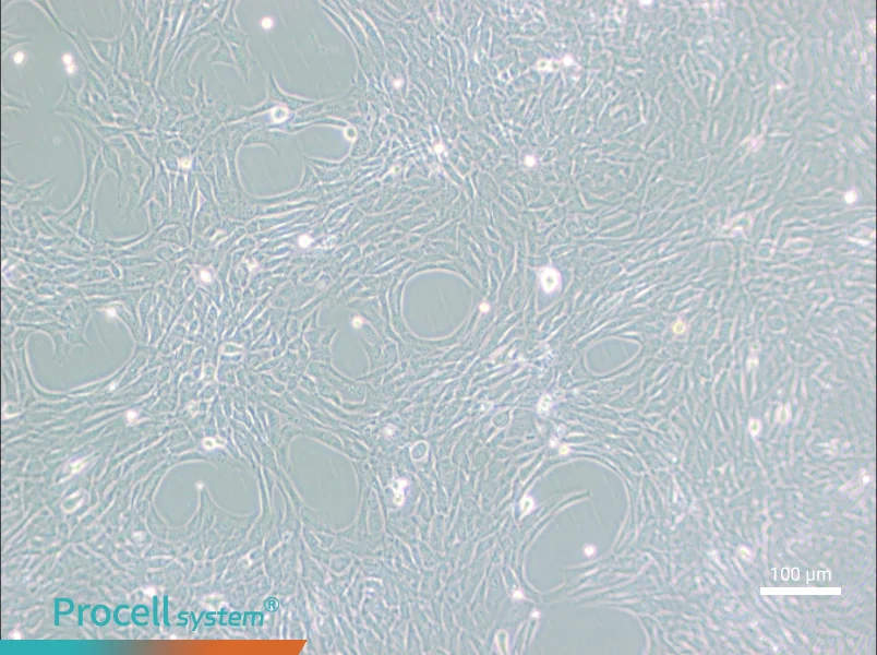 HT22 Cell Complete Medium - 1