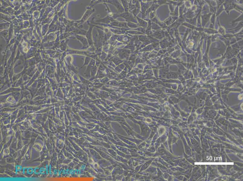 TM4 Cell Complete Medium - small - 5