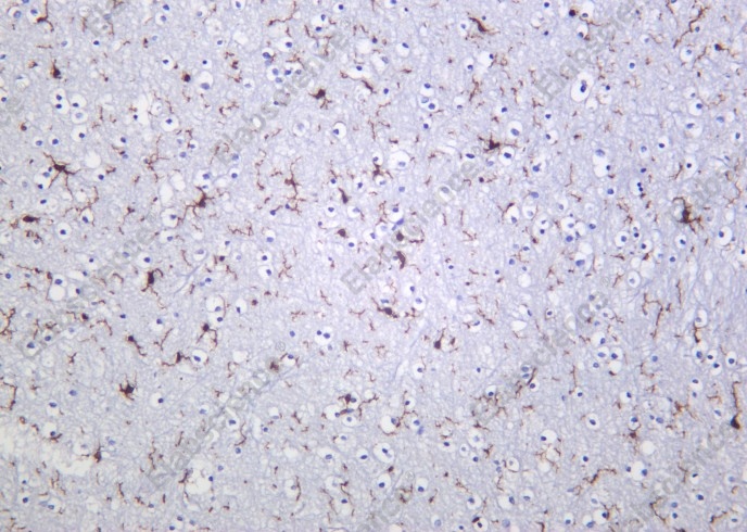 Recombinant Iba1 Monoclonal Antibody - 4