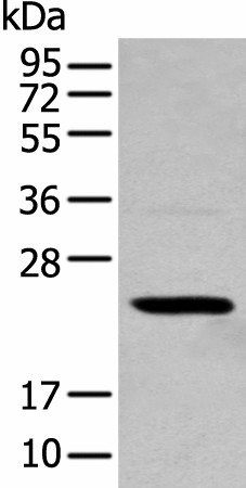 Western blot analysis of 293T cell  using TCEAL4 Polyclonal Antibody at dilution of 1:250