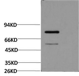 Western Blot analysis of Firefly Luciferase Transfected Hela using Luciferase Monoclonal Antibody at dilution of 1:2000.