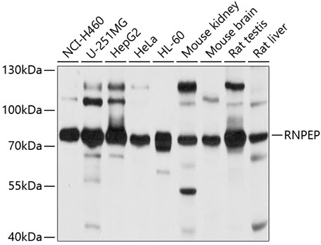 Western blot analysis of extracts of various cell lines using RNPEP Polyclonal Antibody at 1:1000 dilution.