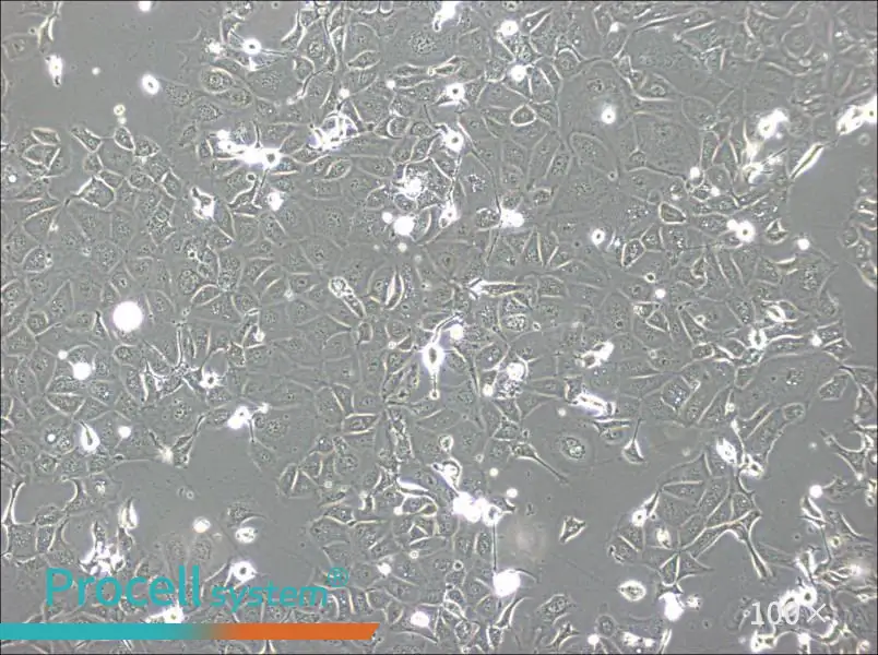 NCI-H1693 Cell Complete MediumNCI-H1693 Cell Complete Medium - 3