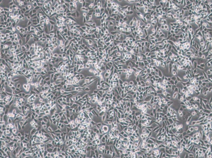 4T1 Cell Complete Medium-searchlist-1