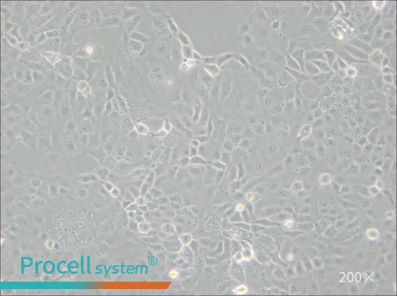 HaK Cell Complete Medium - 6