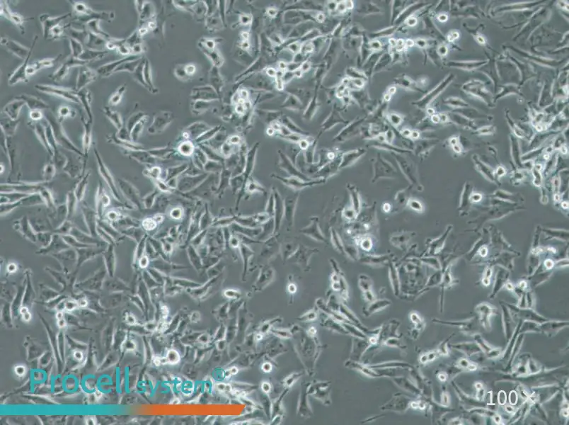 SF-295 Cell Complete MediumSF-295 Cell Complete Medium - 2