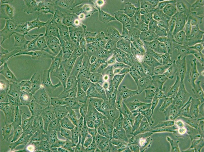 KMH-2 Cell Complete Medium - small - 4