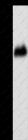 LOX Polyclonal Antibody - 1