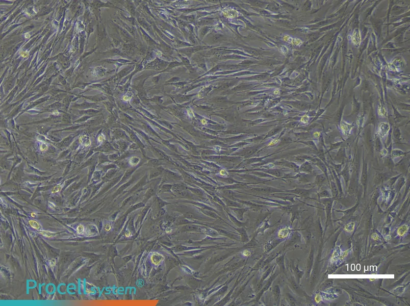 Mouse Adipose-derived Mesenchymal Stem CellsMouse Adipose-derived Mesenchymal Stem Cells - 3