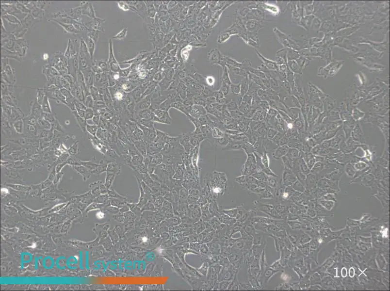 NCI-H1792 Cell Complete Medium - 1
