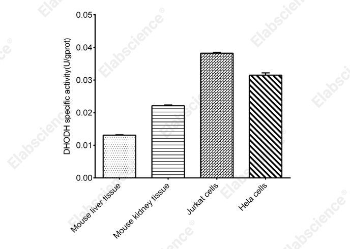 Dihydroorotate Dehydrogenase (DHODH) Activity
Fluorometric Assay Kit - 2