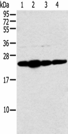 Western blot analysis of Hela cell and human fetal liver tissue A549 and Jurkat cell  using NDUFB9 Polyclonal Antibody at dilution of 1:400