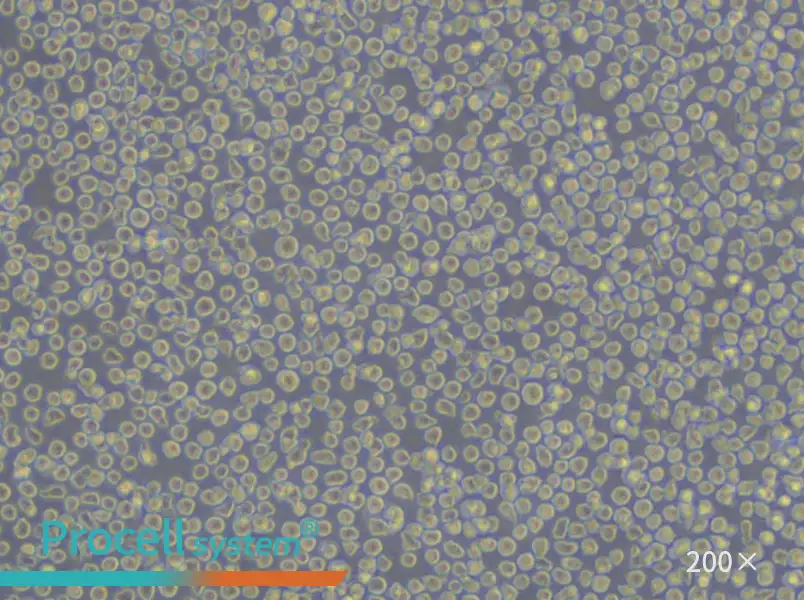 BV-173 Cell Complete Medium - 4