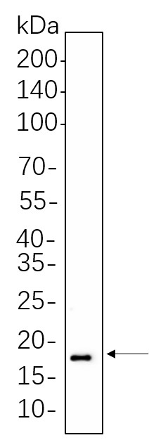 Recombinant Histone H3 (Di Methyl Lys27) Monoclonal Antibody-searchlist-1