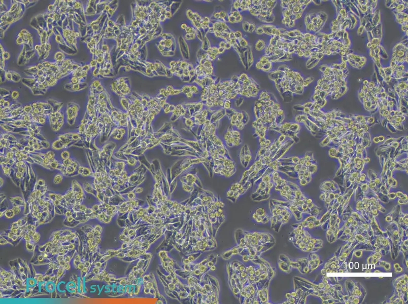 MLTC-1 Cell Complete Medium - 2