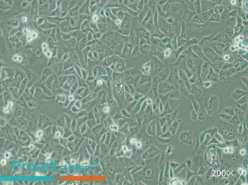 G-401 Cell Complete Medium - 5