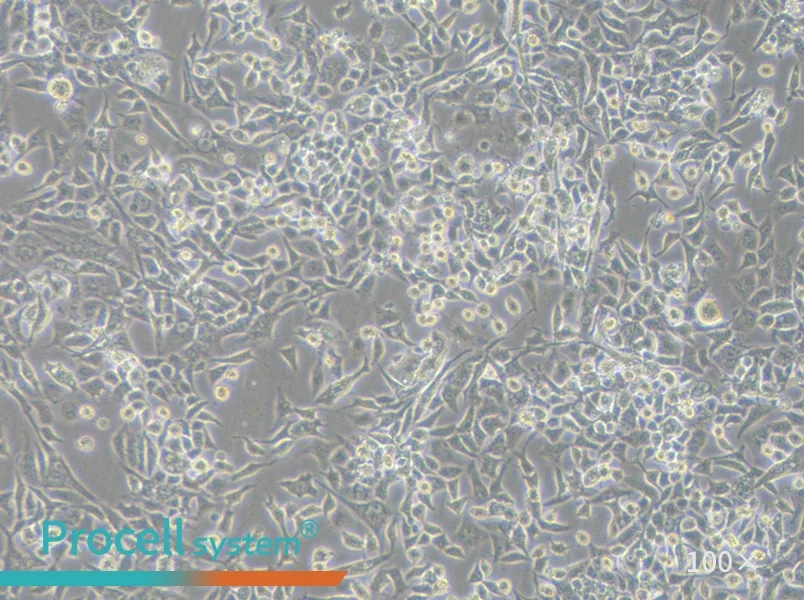 RD Cell Complete Medium - 3