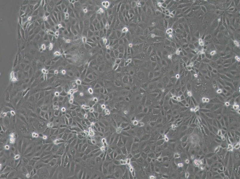 Panc 03.27 Cell Complete Medium-searchlist-1