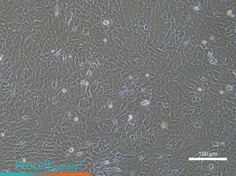 Mouse Skeletal Muscle Satellite Cell Complete Medium - 1