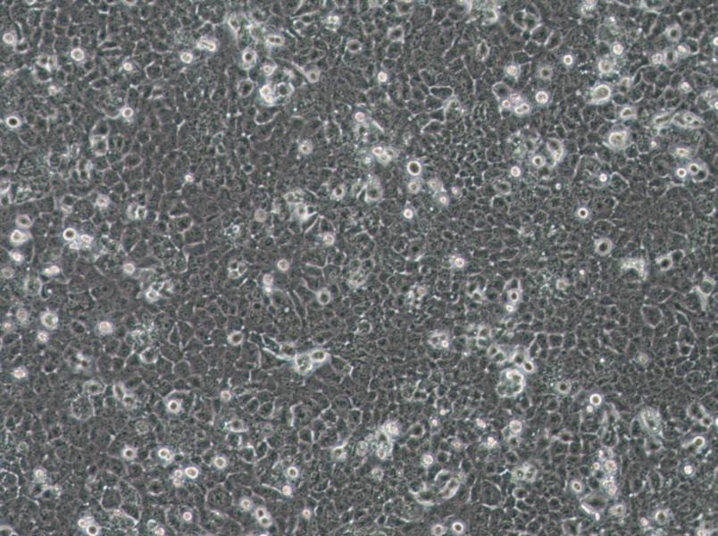 JHH-7 Cell Complete Medium - 3