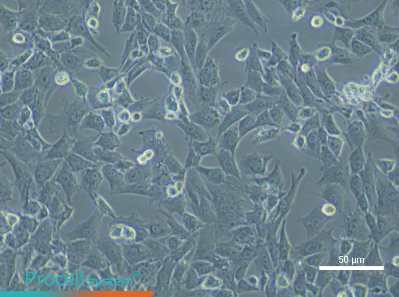 Rabbit Articular Chondrocyte Complete Medium - small - 4
