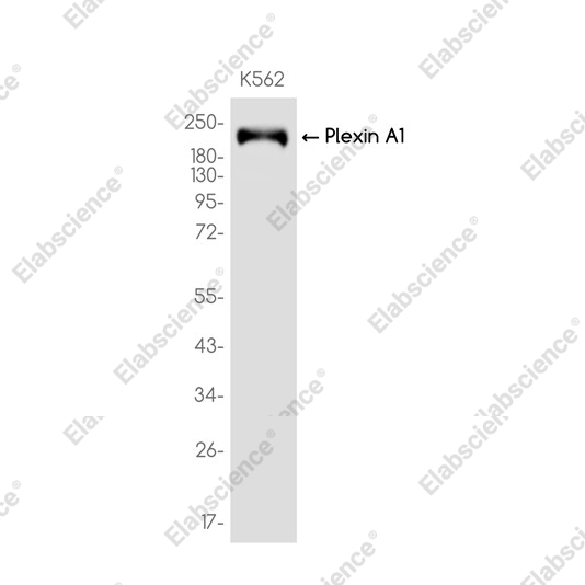Recombinant Plexin A1 Monoclonal Antibody - 1