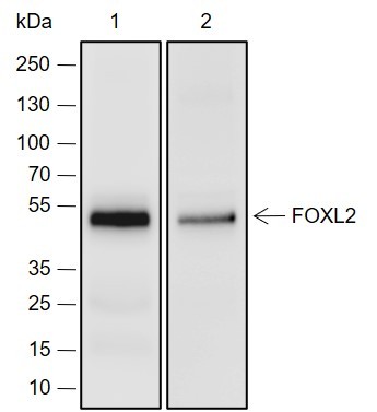 Recombinant FOXL2 Monoclonal Antibody-searchlist-1