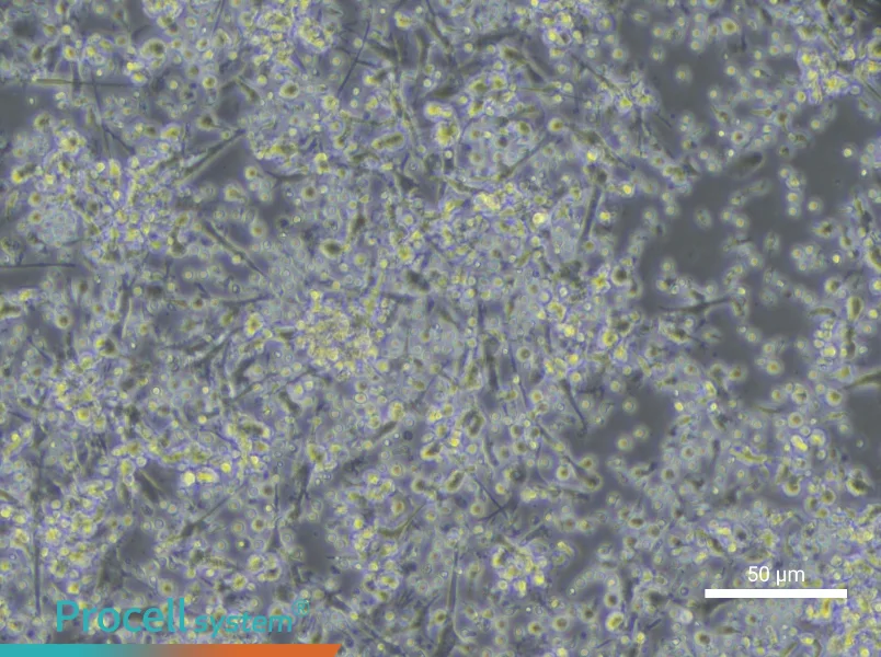 Human Peripheral Blood Immature Dendritic Cell Complete Medium - small - 5