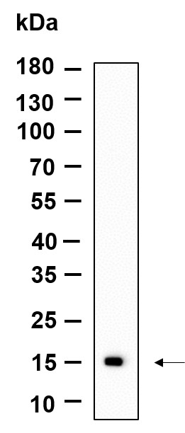 Recombinant CLEC2B Monoclonal Antibody-searchlist-1