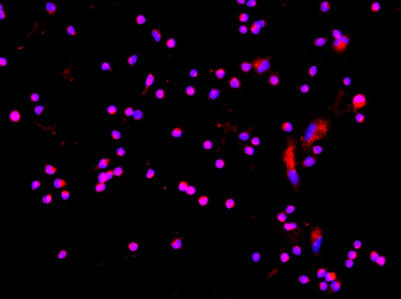 Rat Kupffer Cell Complete MediumRat Kupffer Cell Complete Medium - 2