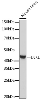 Western blot analysis of extracts of Mouse heart using DLK1 Polyclonal Antibody at 1:1000 dilution.