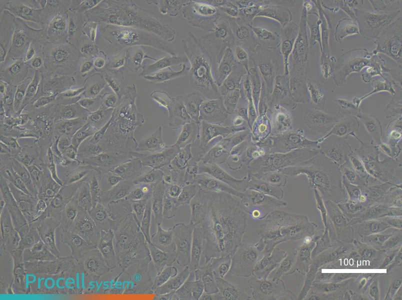 KMRC-1 Cell Complete Medium