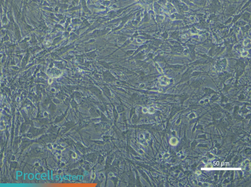 Rat Astrocyte Complete Medium - small - 8