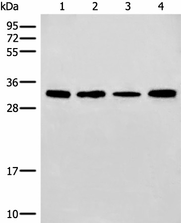 Western blot analysis of 293T and NIH/3T3 cell Mouse liver tissue lysates  using ERCC1 Polyclonal Antibody at dilution of 1:600