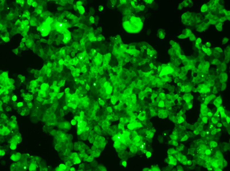 MCF-7-GFP Cell Complete MediumMCF-7-GFP Cell Complete Medium - 2