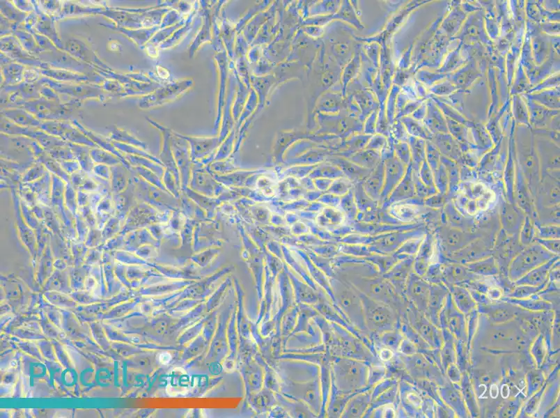 PK-15 Cell Complete Medium - 6