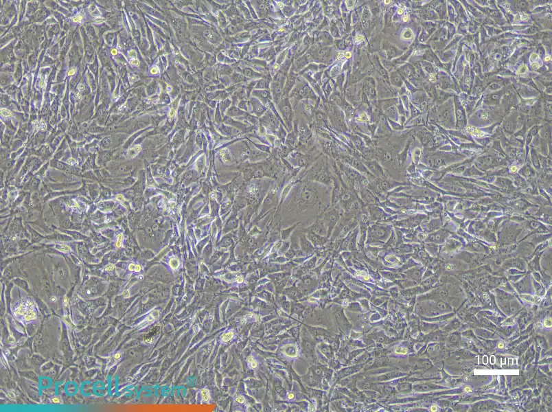 Mouse Tendon Fibroblast Complete Medium - 1
