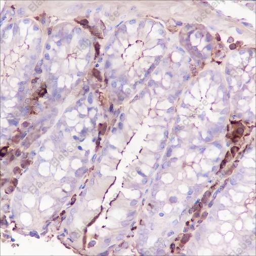 Recombinant CSF-1R Monoclonal Antibody - 3