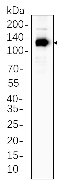 Recombinant eNOS Monoclonal Antibody-searchlist-1
