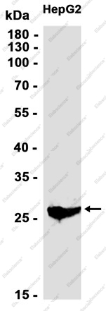 Recombinant Aly Monoclonal Antibody - 2