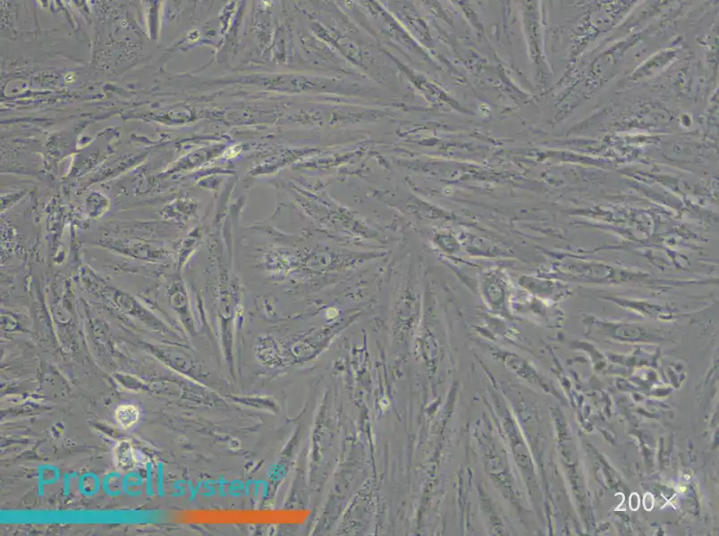 A7r5 Cell Complete Medium - small - 6
