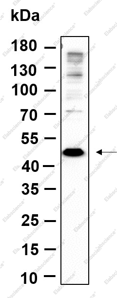 Recombinant Methionyl Aminopeptidase 1 Monoclonal Antibody - 1