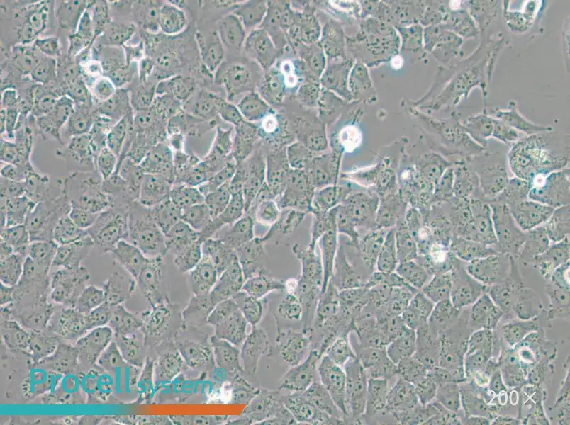 SK-MES-1 Cell Complete Medium - 6